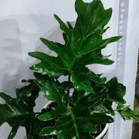 گل تنه درختی