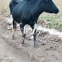 گاو هلشتاین اصلی