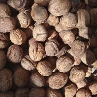 گردو و بادوم درختی
