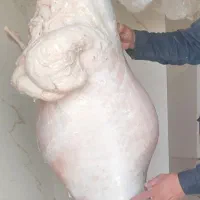گوشت گوسفندی. گوسفندزنده. قصابی درمحل|حیوانات مزرعه|کرمان, |دیوار