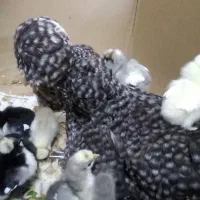 سلطان .زینتی.تخم .نطفه دار.مرغ|حیوانات مزرعه|قم, نوبهار|دیوار