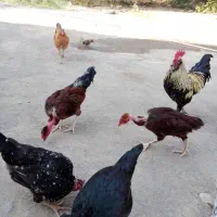 دوتا خروس گردن لخت