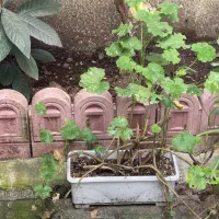 فروش گل و نهال میوه|گل و گیاه طبیعی|رشت, چله خانه|دیوار