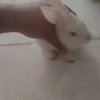 خرگوش سفید|موش و خرگوش|ایلام, |دیوار