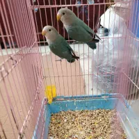 طوطی برزیلی