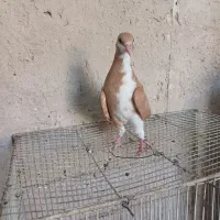 کلاغدم نسل کرباتی دانه ۲۰۰معاوضه پرنده قفسی وکفتر|پرنده|مشهد, سرافرازان|دیوار