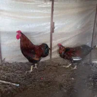 خروس ویاندوت|حیوانات مزرعه|اهواز, شهرک حفاری|دیوار