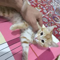 واگذاری گربه|گربه|خوی, |دیوار