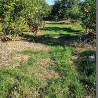 283مترشهرکی-سرمای-گذاری-جنگلی
