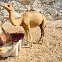 شتر