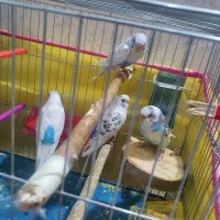 مرغ عشق|پرنده|شیراز, کوشک میدان|دیوار