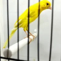 انواع پرنده گرینچیک، خورشیدی، عروس، قناری، فنچ|پرنده|بیرجند, |دیوار