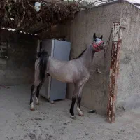 اسب عرب مصری ۲ سر خارجی|اسب و تجهیزات اسبسواری|تهران, منیریه|دیوار