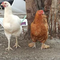 مرغ تخم گذار|حیوانات مزرعه|بندر ترکمن, |دیوار