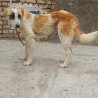 تول سگ|سگ|قوچان, |دیوار