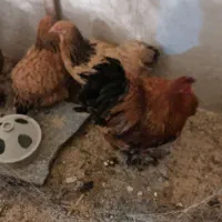 تعدادی مرغ و خروس برهما،سلطان سیبرایت