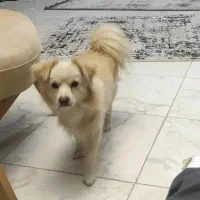 « گمشده »  در مسجدالرسول