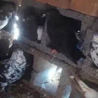 8عدد کفتر|پرنده|زرند, |دیوار