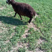 یک راس بره نر ویک راس بزغاله نر