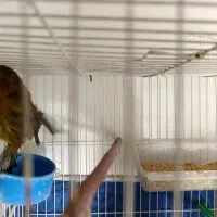 قناری نر|پرنده|مشهد, خرمشهر|دیوار