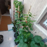 ۷۵ متردی دو خواب مجتمع فرهنگ