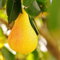 فروش نهال گلابی بیروتی شناسه دار