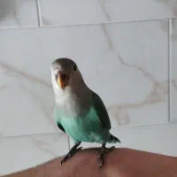 طوطی برزیلی|پرنده|مرند, |دیوار