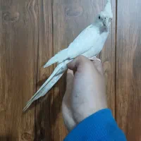 جفت عروس هلندی دستی دستی فوری