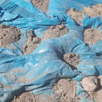 کاه لوبیای چیتی|حیوانات مزرعه|حسن آباد, |دیوار