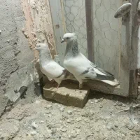 یه جفت کفتر شامی دم سفید با جوجشون|پرنده|سبزوار, شرق کال میانی|دیوار