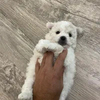 توله سگ پا کوتاه