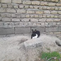 خرگوش|موش و خرگوش|کلاله, |دیوار