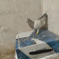 نر هفت رنگ خطی قزوینی|پرنده|رشتخوار, |دیوار