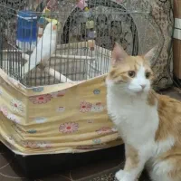 گربه خونگی DLH