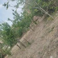 زمین ، باغ|فروش زمین و ملک کلنگی|کهن آباد, |دیوار