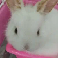 خرگوش مینیاتوری|موش و خرگوش|فولادشهر, مسکن مهر فولادشهر|دیوار