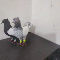 جفت کبوتر سینه کوهی و سینه قهوه ای