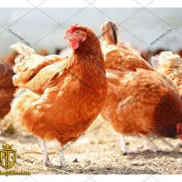 مرغ و خروس
