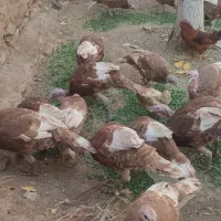 بوقلمون قه لی ته واو خومالی