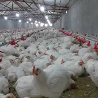 ی نیرو در مرغداری گوشتی نیازمندیم