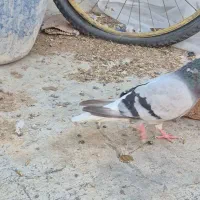 دم سفید نر|پرنده|اردبیل, |دیوار