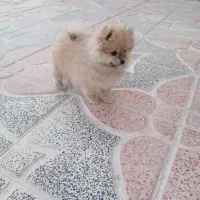 سگ پامرانین پامرماده|سگ|تهران, صادقیه|دیوار