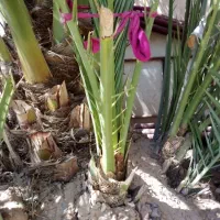 فروش‌نه‌عدد‌پاجوش‌برحی‌بزرگ‌‌قیمت‌توافقی|گل و گیاه طبیعی|خرمشهر, |دیوار