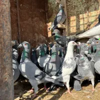 کبوتر|پرنده|مرودشت, ثبت احوال|دیوار