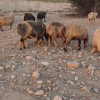 میش ترکی بختیاری|حیوانات مزرعه|فراشبند, |دیوار