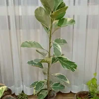 گل طبیعی|گل و گیاه طبیعی|بیرجند, |دیوار