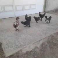 مرغ عثمانی|حیوانات مزرعه|اندیمشک, |دیوار