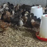 جوجه مرغ گوشتی تخمگذار