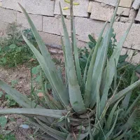 گل آلوئه ورا