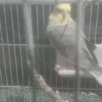 عروس هلندی|پرنده|ابهر, |دیوار